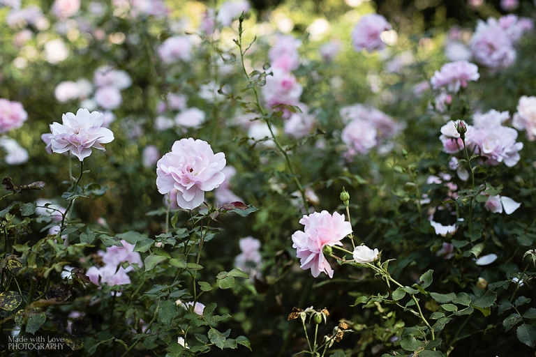 fotografia-julita-pajak-13