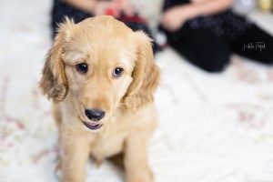 Sesja dziecięca w świątecznym klimacie